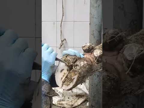 , title : 'The structure of the hoof is damaged by necrobacteriosis #cows #hooftrimming #cowvideos'