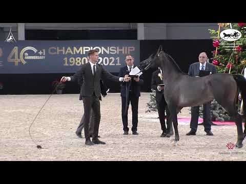 N 75 HATAAN AM   World Arabian Horse Championship 2021   PARIS   Yearling Colts Class 4A