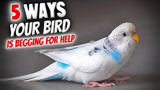 5 Ways Your Bird is Begging For Help