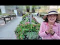 What I’d Plant Right Now (Heat-Proof Plants That Thrive All Summer!)