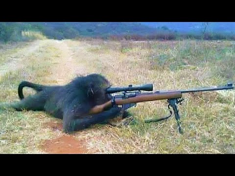 30 Tiere, Die Extrem Intelligente Dinge Taten