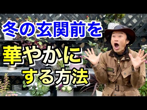 鉢植えのマグノリアをうまく​​維持するために取るべき最善の手順は何ですか?  庭園