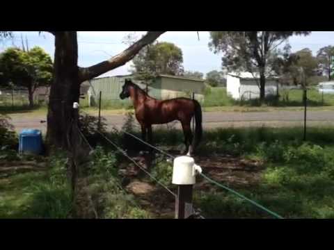 HALIMAS PRINCE FAYRID