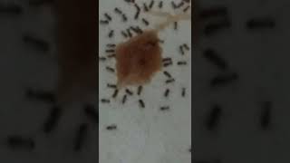 Download lagu Ada gula ada semut.tenan.. mp3