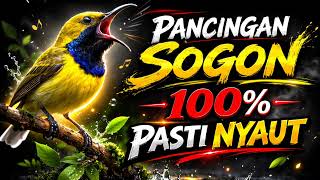 Download lagu pancingan sogon agar bunyi || SOGON MALAS BUNYI pasti LANGSUNG RESPON DENGAR SUARA SOGON IN mp3