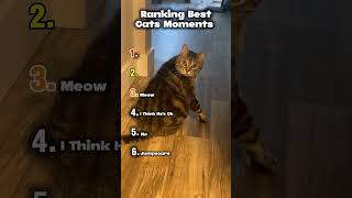 The best funny animal videos №1