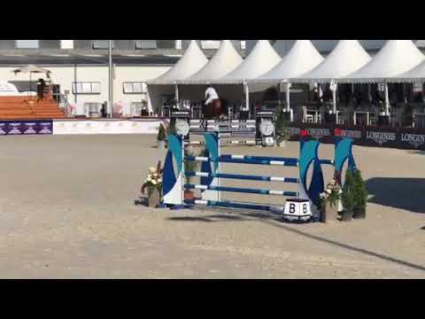 2012 Gelding by Cellestial