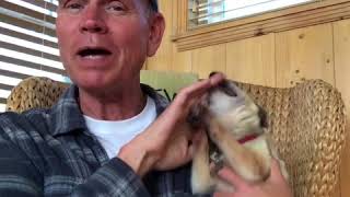 He just wants to pet his dog! This is why I am a cat