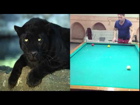 la pantera di lecce 1   iPad