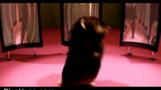 Dansons la capucine   French Children's Songs CD