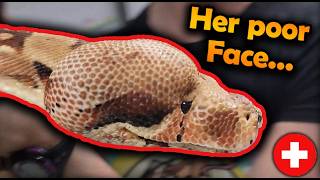 Rescuing a Boa with a Swollen Head :(