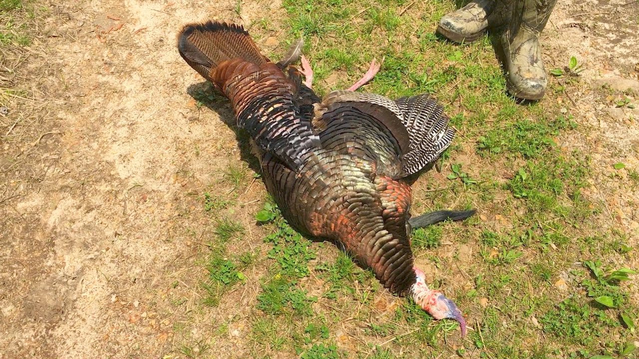 Turkey Hunting 2017