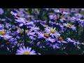 Slowdive - Erik's Song