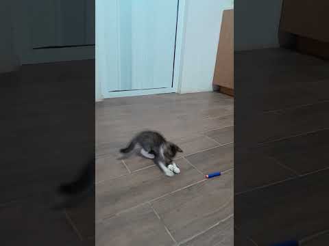 La diversión de Gurrumina 😺 #michis #gatitos #cute