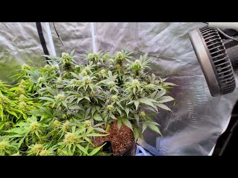 Night Owl Seeds, Dutch Passion, and a love for Blueberries