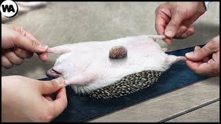 Here's What Happens When Hedgehogs Become Pets