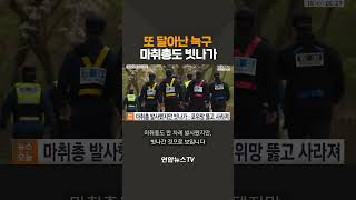 또 달아난 늑구…마취총도 빗나가 / 연합뉴스TV(YonhapnewsTV)