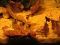 Corydoras sp. (Cw016) Corydoras sp. (Cw016)