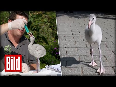 Flamingo Baby Paul - Jetzt noch grau, bald pink wie seine Verwandten