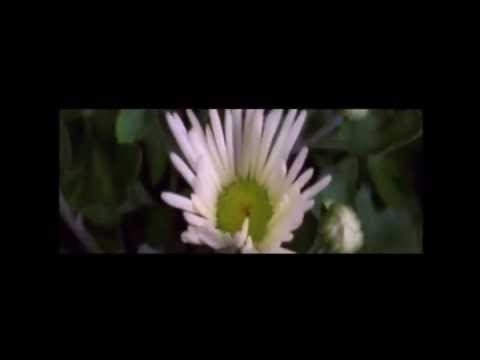 Just Like (your smile) Fanfiction Trailer