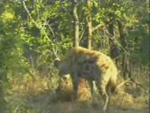 Hyenas & Elephants Pt.2
