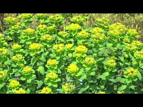 ヒノキトウダイグサ 植物