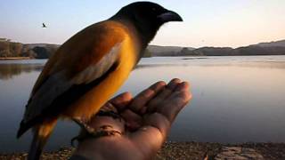 preview picture of video 'Feeding a bird in Ranthambore national park'