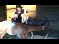 Orphaned Foal 2