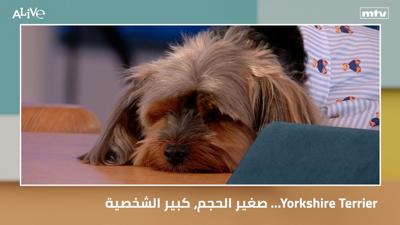 Yorkshire Terrier... صغير الحجم، كبير الشخصية