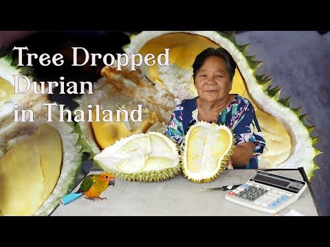 Thailand Tree Dropped Durian Gold Mine in Chanthaburi