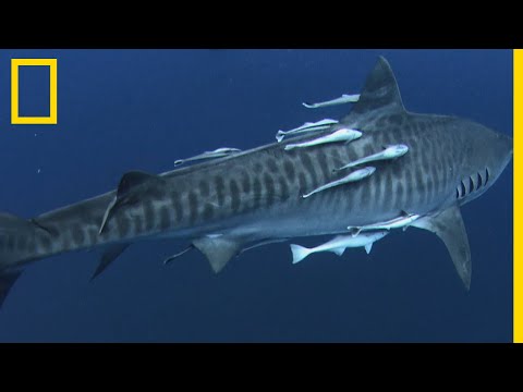 L'arsenal dévastateur du requin tigre