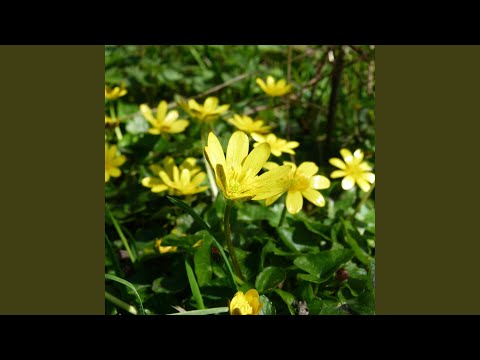 Celandine