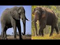 Elephant Sound Effects