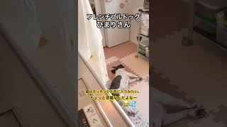 ワンコはキッチンが最近のお気に入り#shorts
