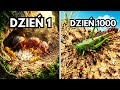 1000 Dni Hodowli Mrówek Nie Spodziewałem Się TEGO