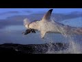 Study Finds Ecosystem Changes Following Loss Of Great White Sharks
