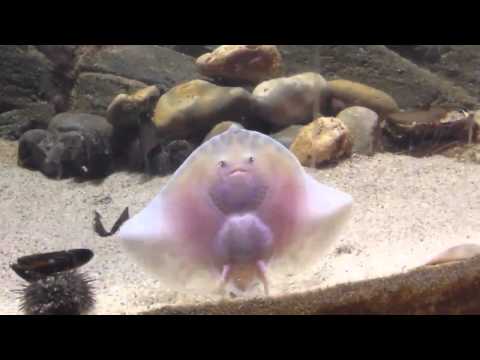 EPIC WIN/FAIL COMPILATION JANUARY/FEBRUARY 2013!