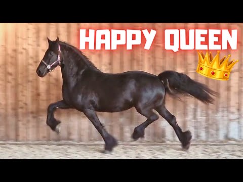 Very happy horse, Queen👑Uniek herself | Friesian Horses