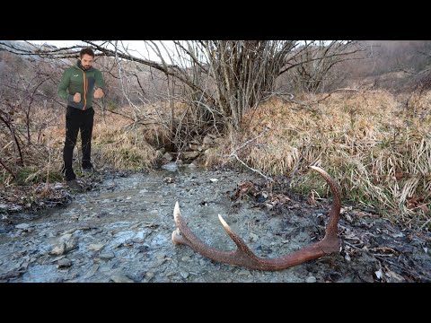 Trekking alla ricerca dei palchi di CERVO!