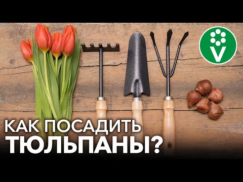 ПРАВИЛЬНАЯ ПОСАДКА ТЮЛЬПАНОВ. Какие тюльпаны сажает биолог, в чем обработать луковицы, сроки посадки