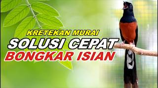 Download lagu KRETEKAN PANCINGAN MURAI BATU FULL ISIAN TEMBAKAN MEWAH, BIKIN MURAI BONGKAR ISIAN mp3