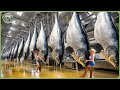 How Billions Canned Tuna Are Processed Amazing Tuna Harvesting Processing In Factory
