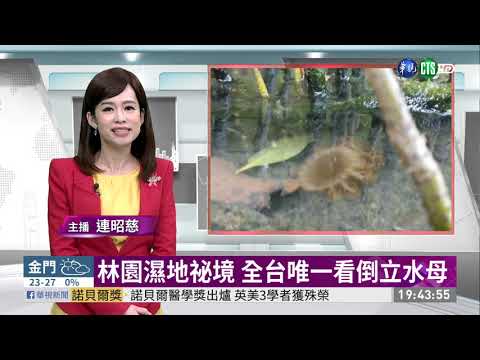 林園濕地祕境 全台唯一看倒立水母