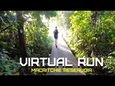 Treadmill Virtual Run [4K] - MacRitchie Reservoir Trail - Ranger station, Golf Link, Lornie Trail
