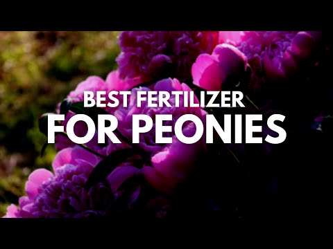 image-What is the best fertilizer for tree peonies?