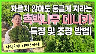 자르지 않아도 둥글게 자라는 측백나무 데니카 특징 및 조경 방법! #울타리 #생울타리 #정원수 #정원수 추천…