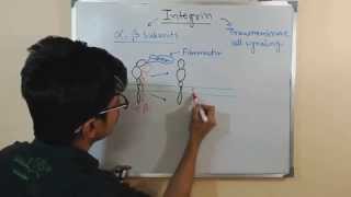 Integrin protein structure and signaling