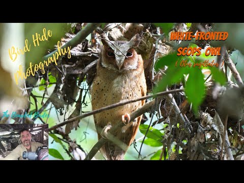 White-fronted Scops Owl Otus sagittatus — Kaeng Krachan Thajsko