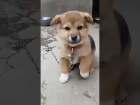 small dog voice ,chhota dog soundpappyawajdogvoicedogsound shortsviralvideothe voicethe