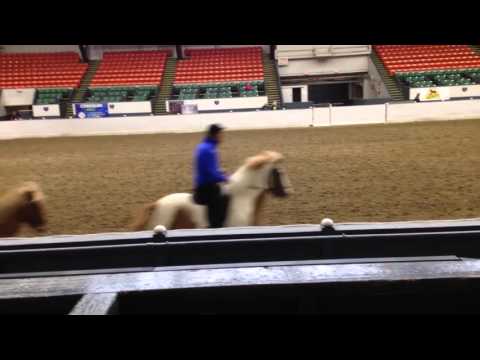 Equine Affaire 2015 Fantasia Practice